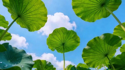 护眼碧绿荷叶