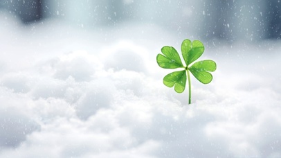 雪中唯美的幸运草