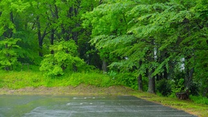 夏雨