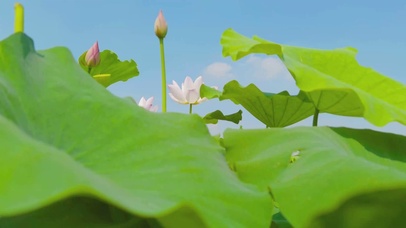 4K清新夏天荷塘荷花荷叶自然