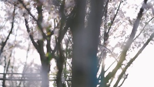 春天春日阳光下灿烂樱花