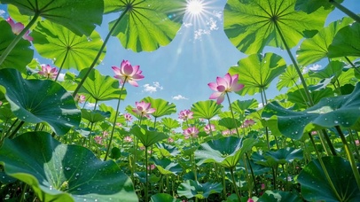 晴空夏日仰拍荷塘荷花