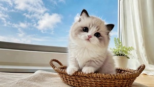 窗边可爱布偶小奶猫