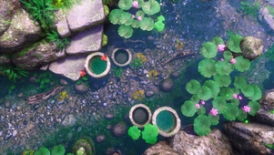 荷叶流水锦鲤