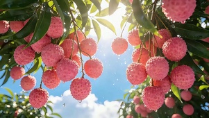 小清新荔枝
