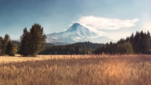 golden field