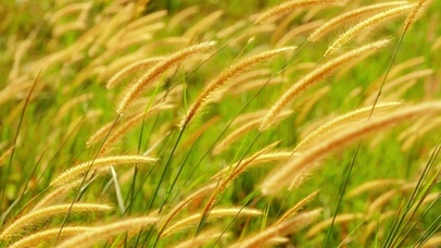 唯美治愈狗尾草4K