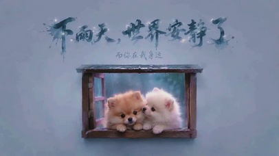 治愈系萌宠|下雨天，世界安静了