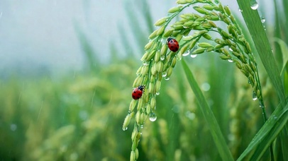 雨天稻穗瓢虫清新风景