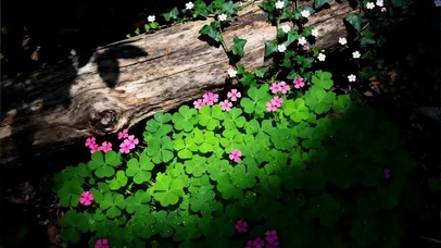 枯木下面的四叶草小花