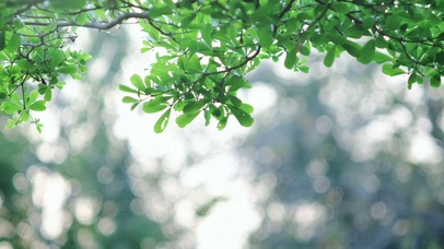 4K风吹绿叶在树枝上