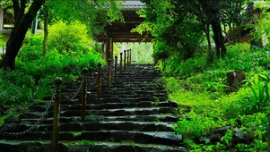 雨中寺院台阶
