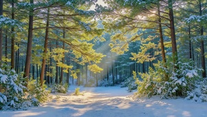 雪后松林丁达尔晨光