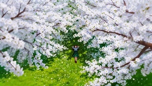 春天樱花树下