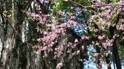 春天鲜花盛开植物升格