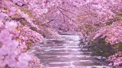 樱花飞舞