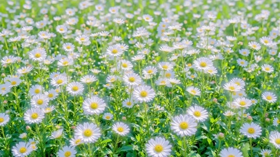 夏日花海盛开小雏菊