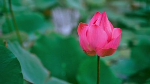 风吹荷花飘4K