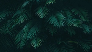 护眼 树叶