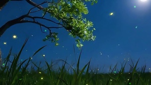 夜景星空树带鱼屏