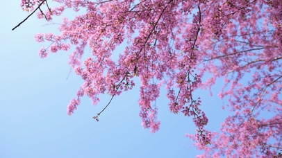 蓝天樱花