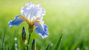 护眼花草