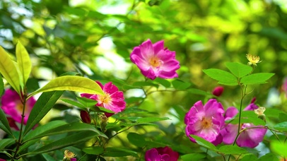 4K唯美春日春天花开风光