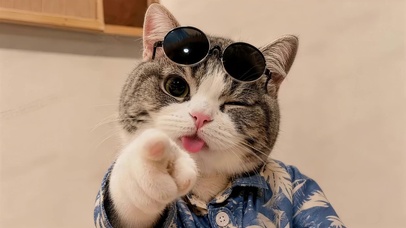 帅气的猫咪