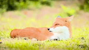 小狐狸