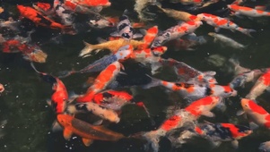 好运锦鲤