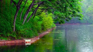 清凉雨天绿树河边