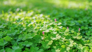 幸运草地