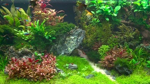护眼水族馆