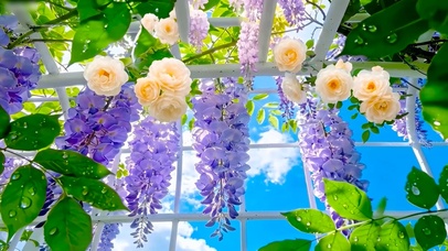 夏日紫藤花