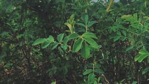 户外绿色植物树叶