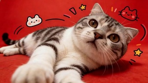 猫咪