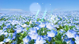 美丽的花海
