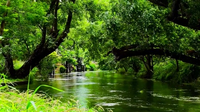 夏日护眼绿林流水