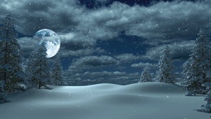 雪中杉树
