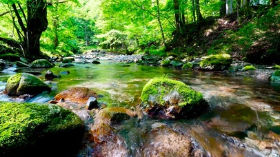 清澈护眼绿林溪水