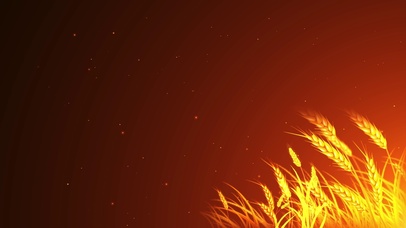 4k金色麦穗粒子