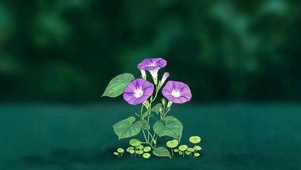 小清新喇叭花
