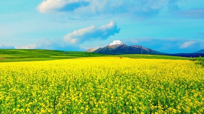 漫山遍野油菜花