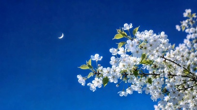 晴空白樱弯月清新风景
