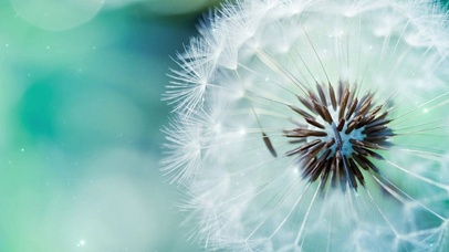 清新养眼唯美蒲公英