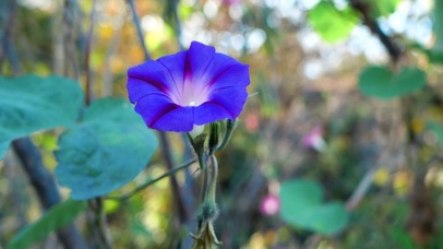 4K蓝色喇叭花