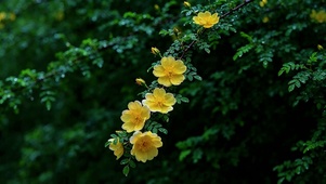 治愈花儿