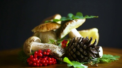 4K 高清 蘑菇生长在森林