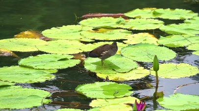 荷叶上的鸟儿