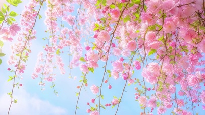 繁花如瀑